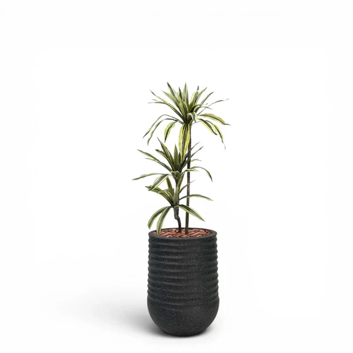 Artimis Planter M Black With Dracaena 100cm