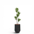 Artimis Planter M Black With Dracaena Reflexa 120cm