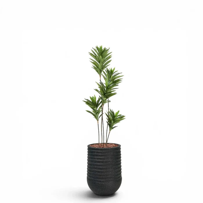 Artimis Planter M Black With Dracaena Reflexa 120cm
