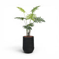 Artimis Planter M Black With Philodendron 120cm