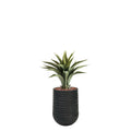 Artimis S 28x37 Black with Agave - 55cm