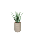 Artimis S Beige with Aloe - 70cm