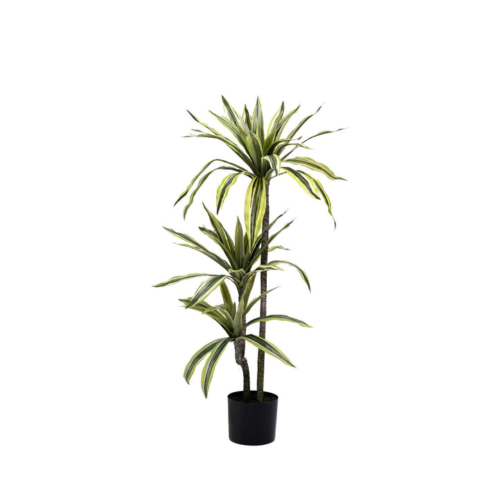 Artimis S Black with Dracaena Lemon & Lime - 100cm
