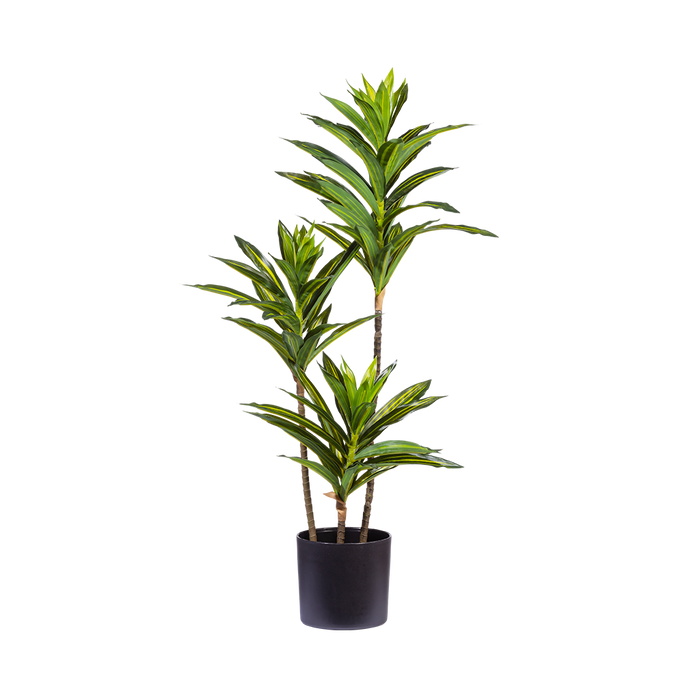 Artimis S Black with Dracaena Reflexa - 70cm