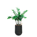 Artimis S Black with Zamifolia - 64cm