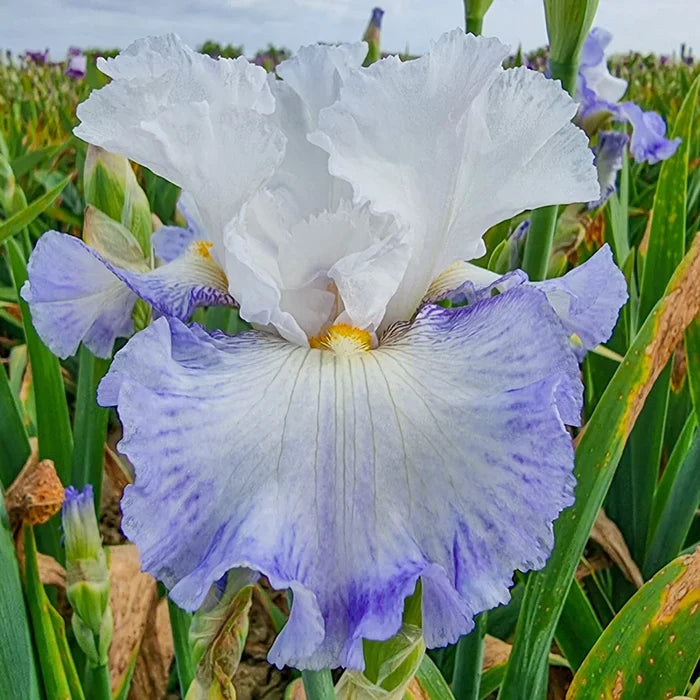 Autumn Breeze Reblooming Bearded Iris