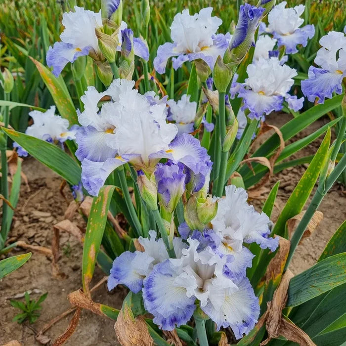 Autumn Breeze Reblooming Bearded Iris