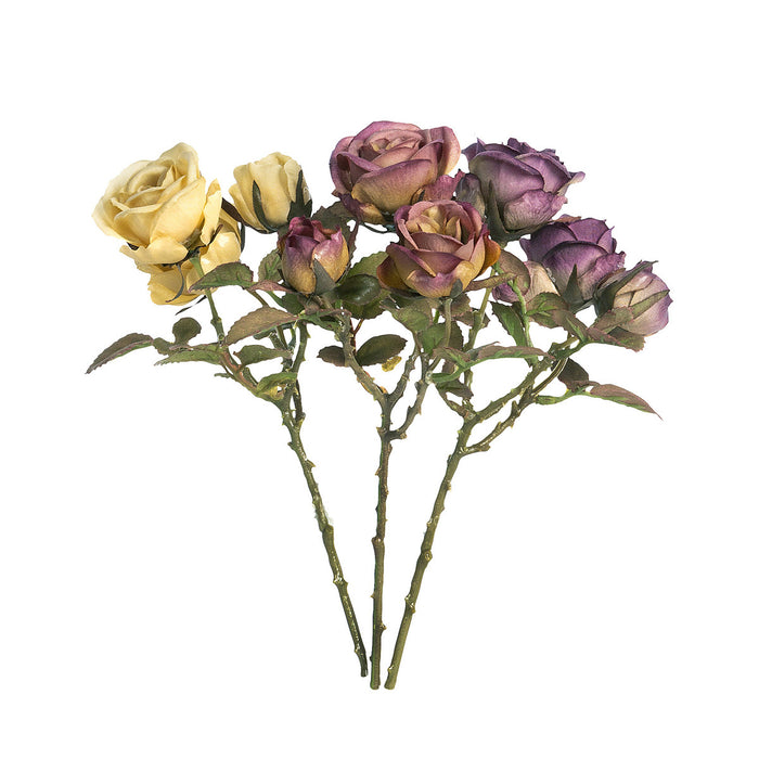 Autumn Dried Climbing Rose Cuttings