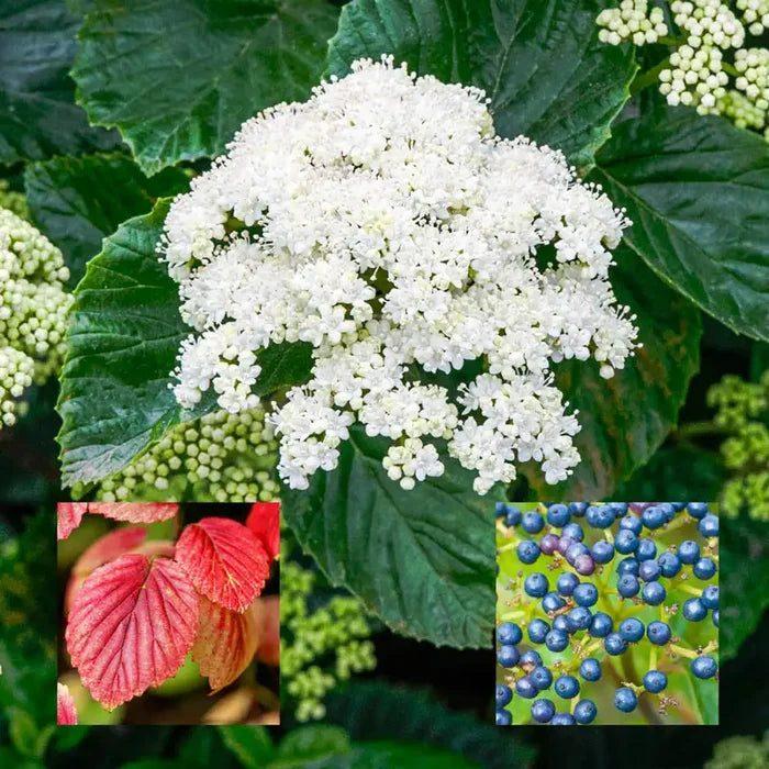 Autumn Jazz Viburnum Bundle