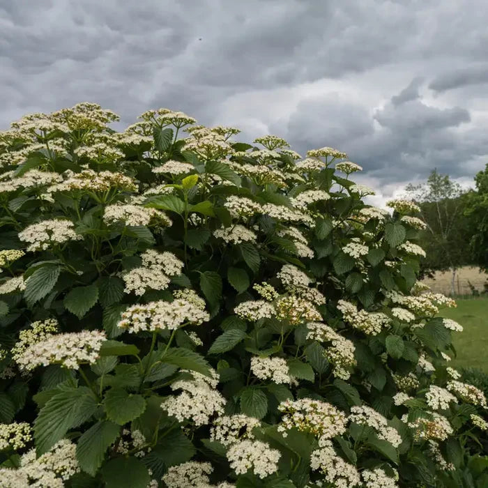 Autumn Jazz Viburnum Bundle