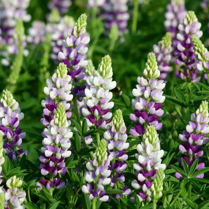 Avalune Lilac White Lupine