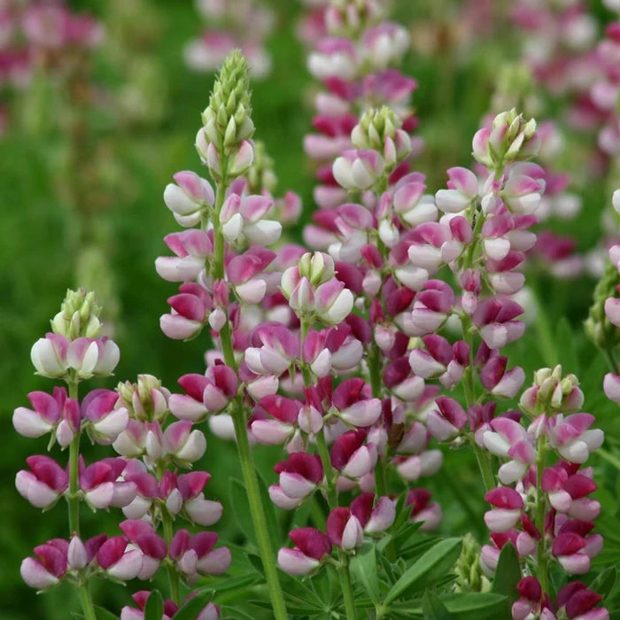 Avalune Red-White Lupine