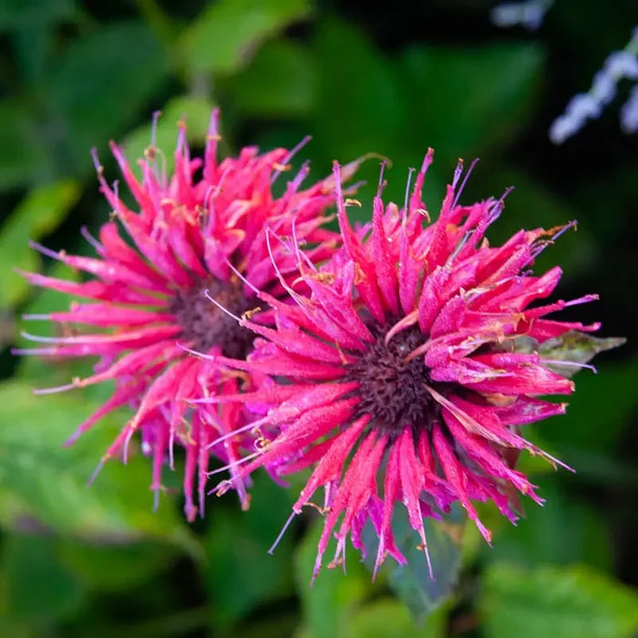 Balmy Purple Dwarf Bee Balm