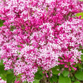 Be Right Back™ Lilac