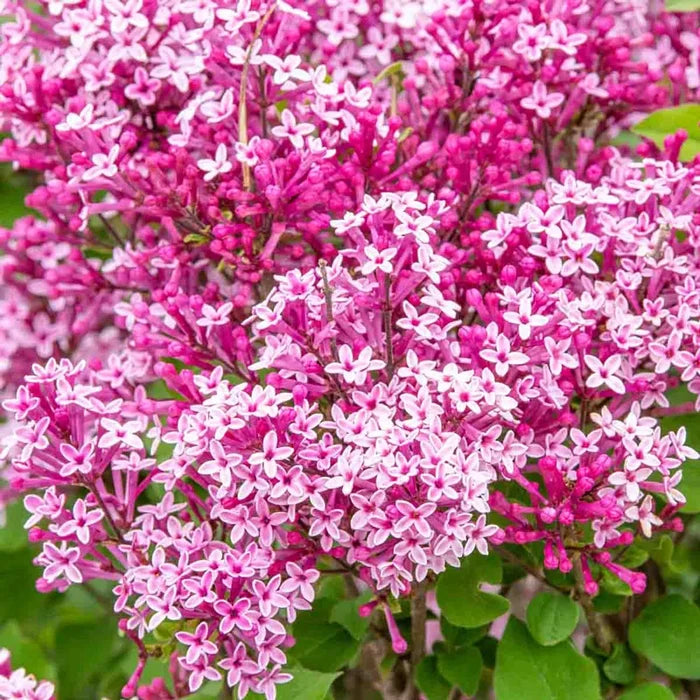 Be Right Back™ Lilac