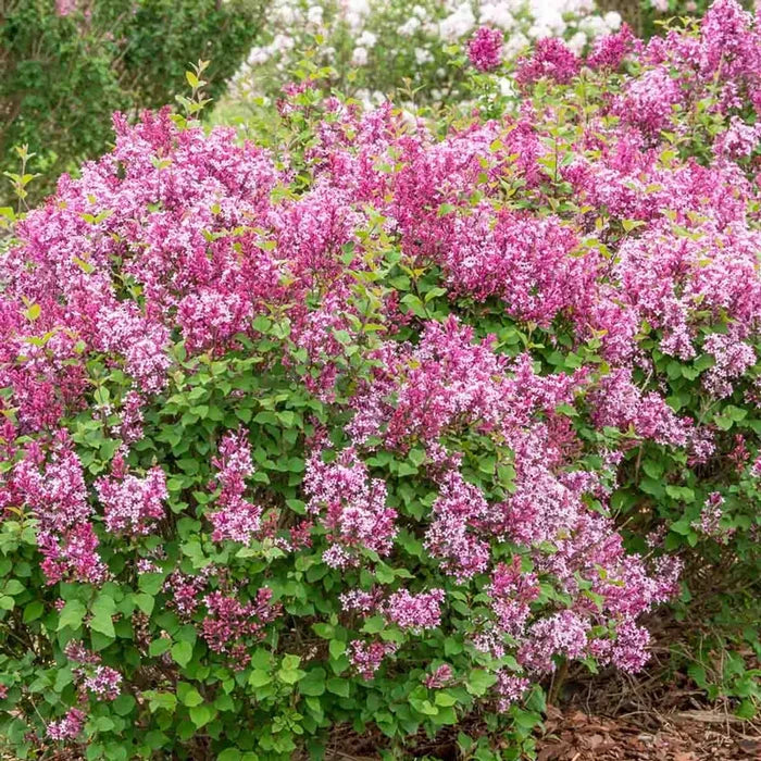 Be Right Back™ Lilac