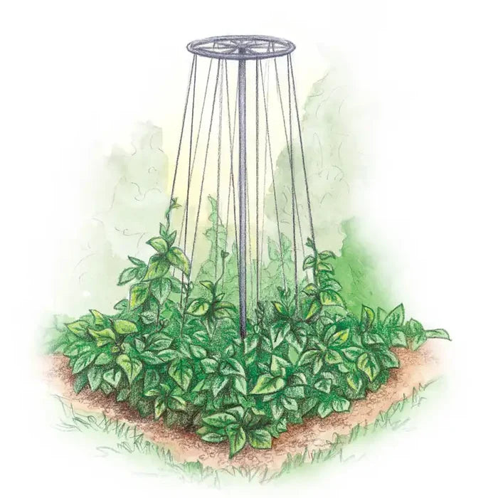Bean Tower - Plant Trellis