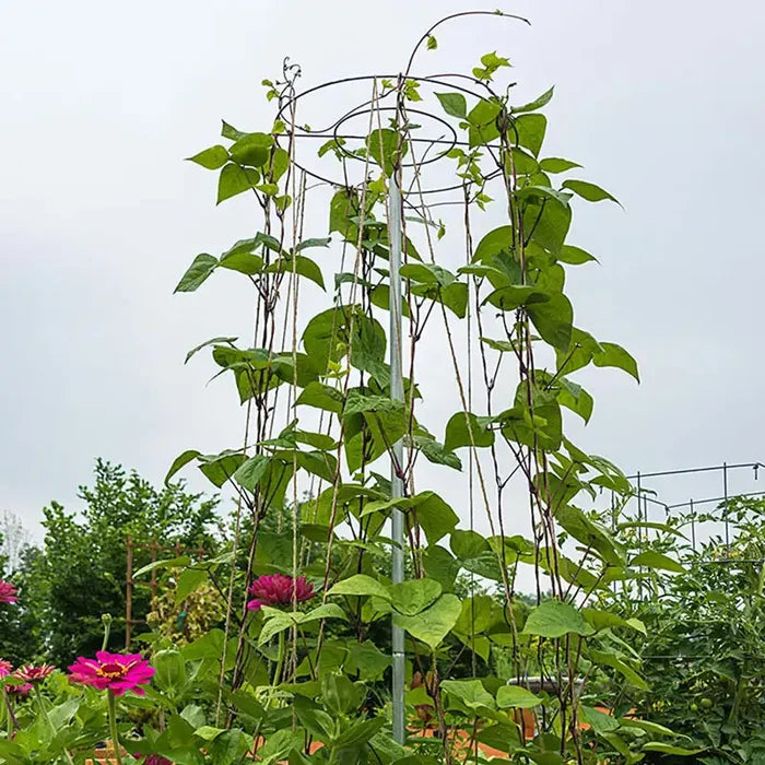 Bean Tower - Plant Trellis