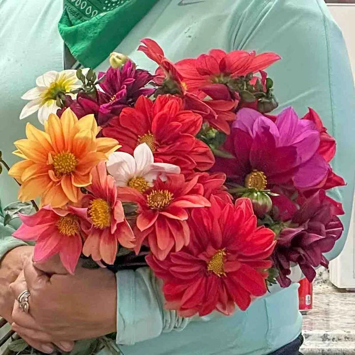 Beeline Dahlia Mix