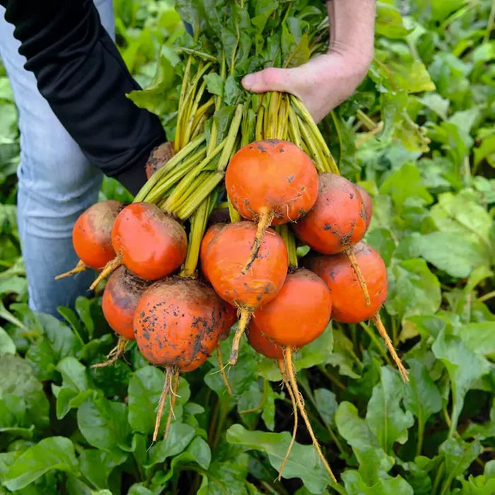 Beet Amarelly