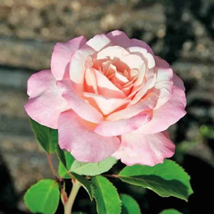 Belinda’s Blush Shrub Rose