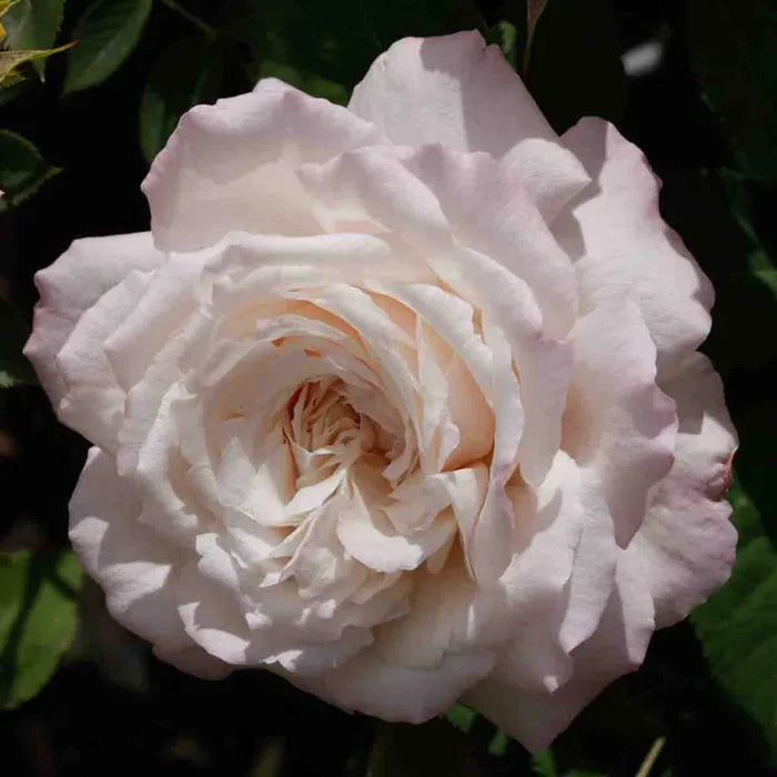 Belinda’s Blush Shrub Rose