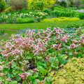 Bergenia