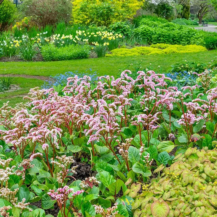 Bergenia