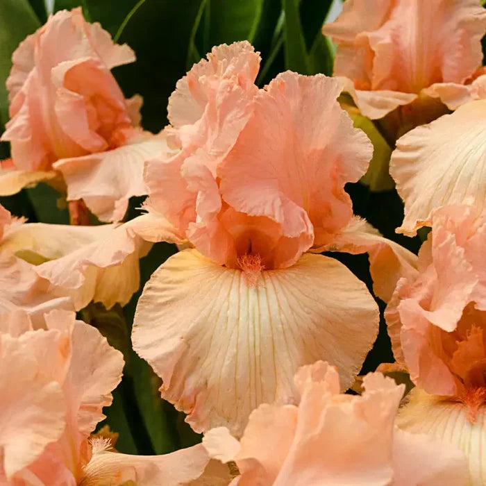 Beverly Sills Reblooming Bearded Iris