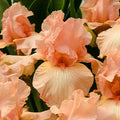 Beverly Sills Reblooming Bearded Iris