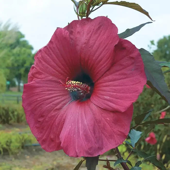 Big Red Hibiscus
