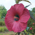 Big Red Hibiscus