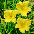 Big Time Happy Daylily