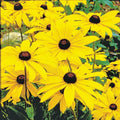Black-Eyed Susan Plant