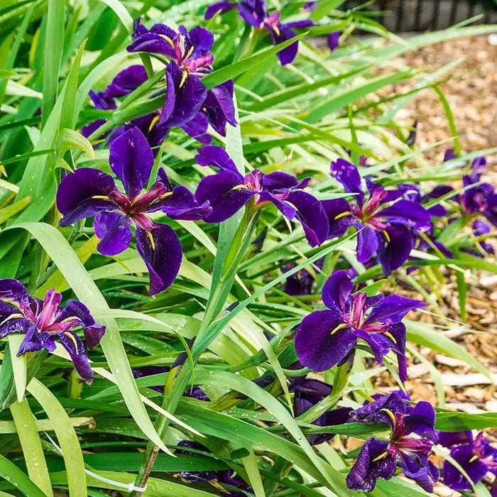 Black Gamecock Louisiana Iris
