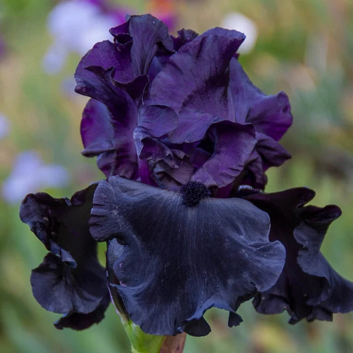 Black Is Black Bearded Iris