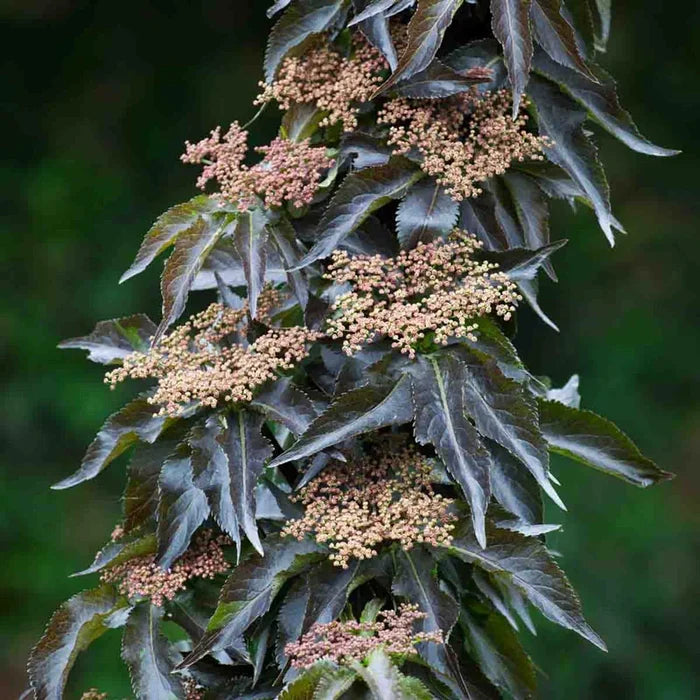 Black Tower Elderberry