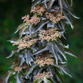 Black Tower Elderberry