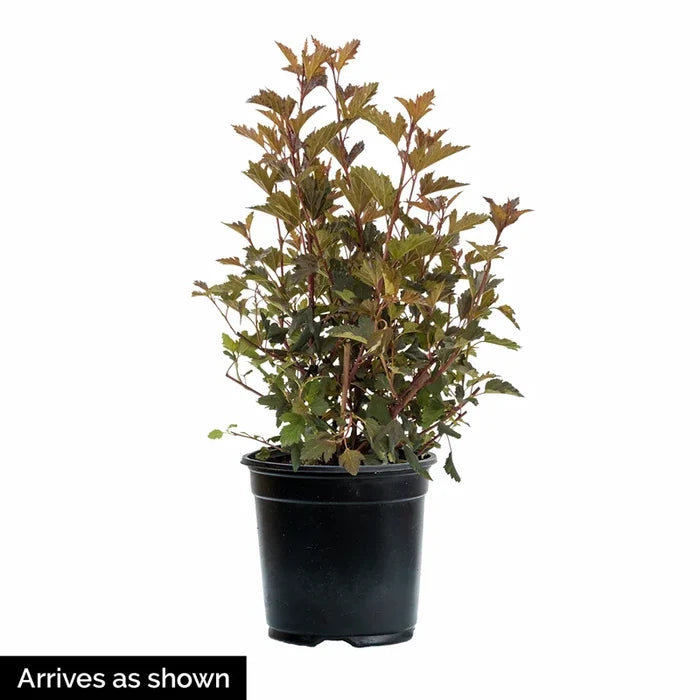 Black Tower Elderberry