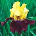 Blatant Reblooming German Iris