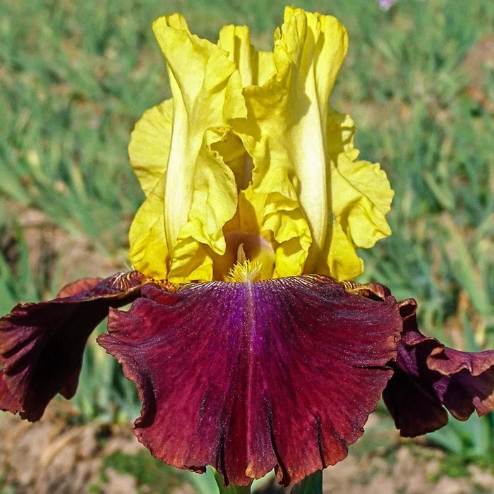 Blatant Reblooming German Iris