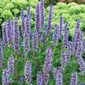 Blue Fortune Hummingbird Mint