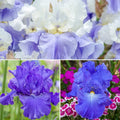 Blue Heaven Iris Collection