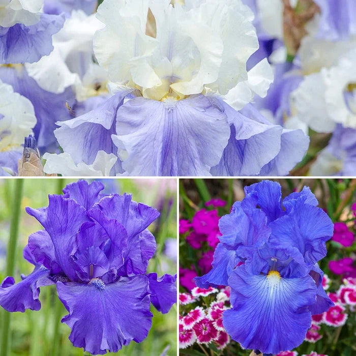 Blue Heaven Iris Collection
