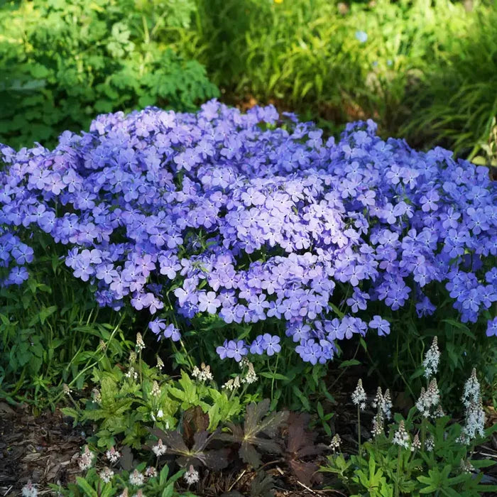 Blue Moon Phlox