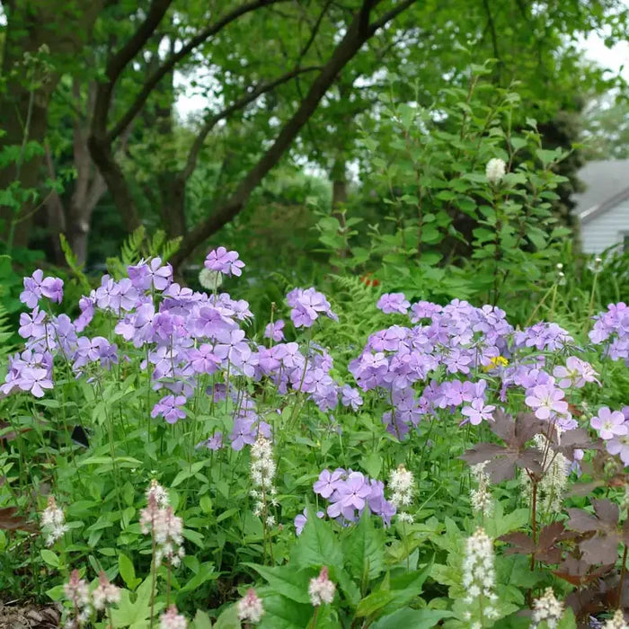 Blue Moon Phlox