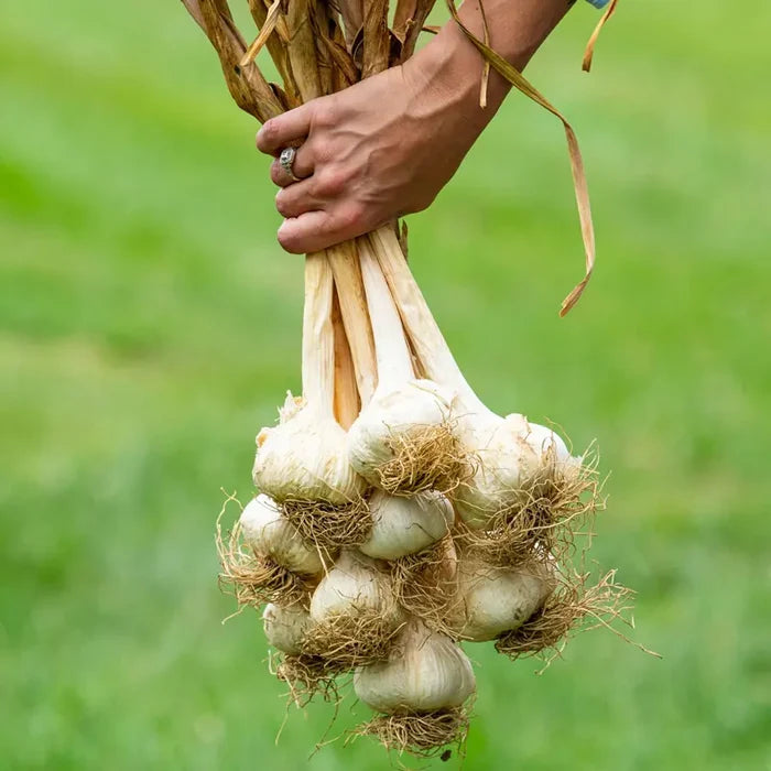 Blue Music Hardneck Garlic