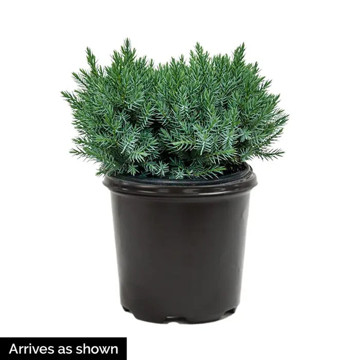 Blue Star Juniper