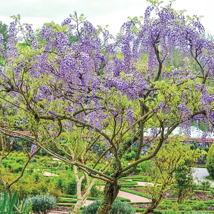 Blue Wisteria Tree