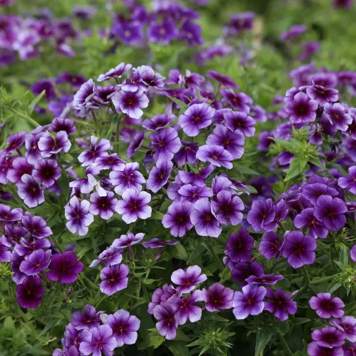 Blueberry Swirl Phlox